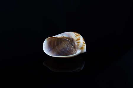 Sea shell  on black background.の写真素材