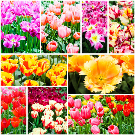 spring flowers. Tulipsの写真素材