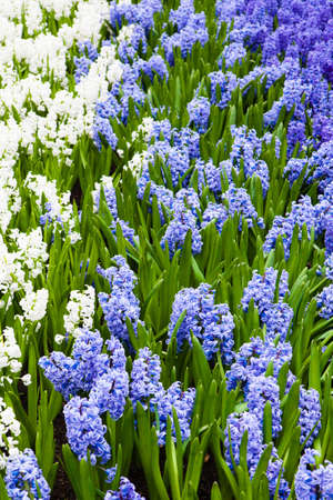hyacinth flowers. Spring flowersの写真素材