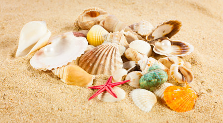 pearl on the seashell . The exotic sea shell . Treasure from the sea.