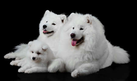 Samoyed dog  familyの写真素材