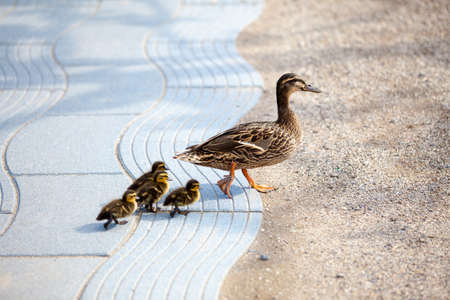 Family of ducksの写真素材