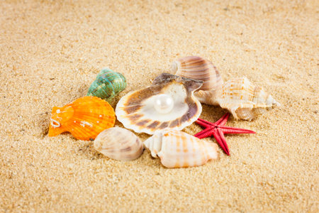 pearl on the seashell . Treasure from the sea.