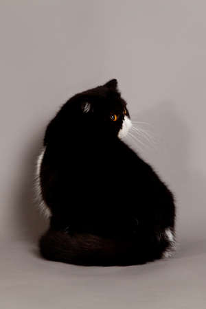 Exotic shorthair cat. persian cat on grey backgroundの写真素材