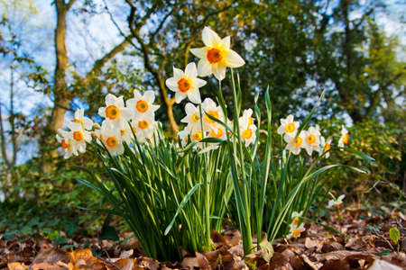 narcissus flowers.の写真素材