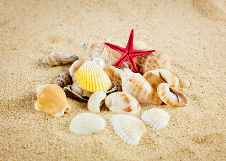 pearl on the seashell . The exotic sea shell . Treasure from the sea.