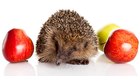 hedgehog with an apple.  hedgehog isolated.の写真素材