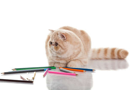 Exotic shorthair cat Cute tabby kitten playing on white backgroundの写真素材