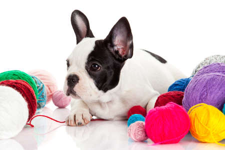 Happy puppy of the french bulldog  on a white backgroundの写真素材
