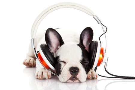 dog listening to music with headphones isolated on white background. French bulldog puppy portrait on a white backgroundの写真素材
