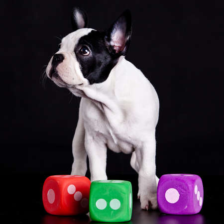 french bulldog on black background .の写真素材
