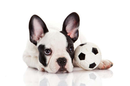 French bulldog puppy with toy  ball over whiteの写真素材