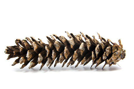 Pine cones isolated on white backgroundの写真素材