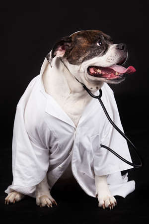 American Bulldog. dog dressed in a doctor coat and wearing a stethoscope against a black backgroundの写真素材