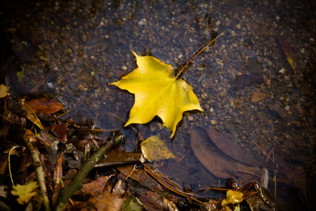 Yellow maple leaf to swim on the water. autumn leaves in a waterの写真素材