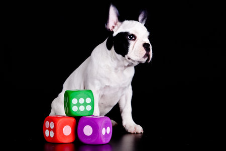 french bulldog on black background .の写真素材