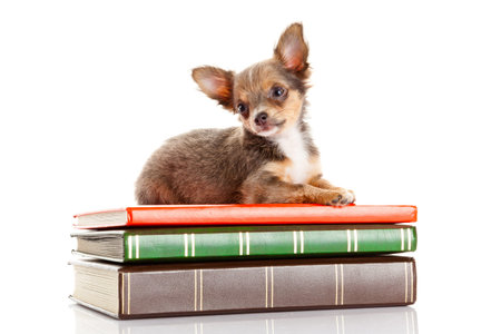 dog on books  Chihuahua puppyの写真素材