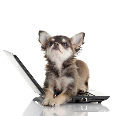 Portrait of a cute chihuahua dog in front of a laptop on white background の写真素材