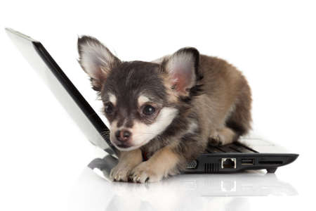Portrait of a cute chihuahua dog in front of a laptop on white background.の写真素材