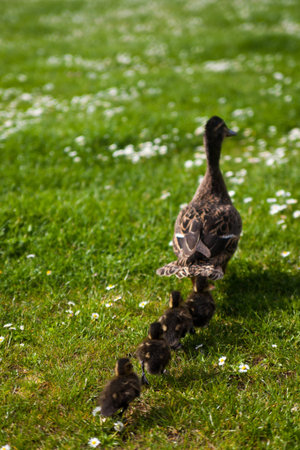 Family of ducks
