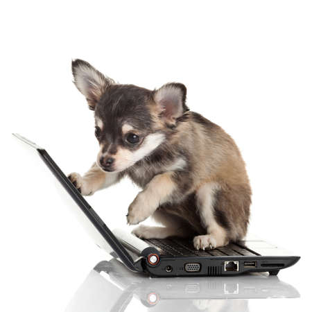 Portrait of a cute chihuahua dog in front of a laptop on white background.の写真素材