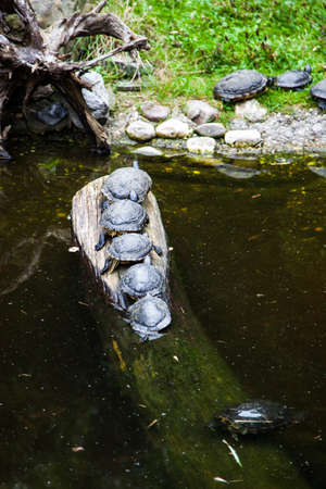 Turtles.の写真素材