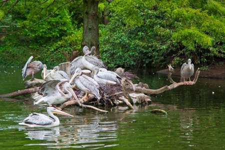 group of  white Pelicans. Pelican nestの写真素材