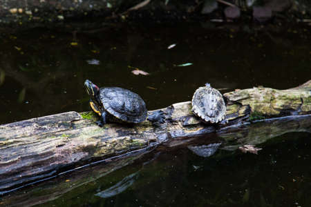 Turtles.の写真素材