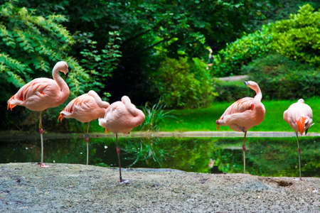 Flamingoの写真素材