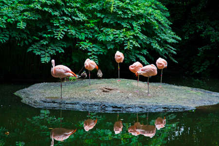 Flamingoの写真素材