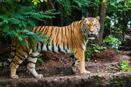 Tigerの写真素材