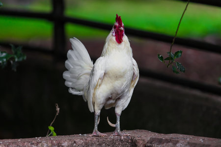 Beautiful Rooste, white cock