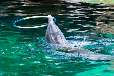 dolphin playing  with a hoop