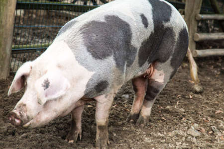 Pigの写真素材
