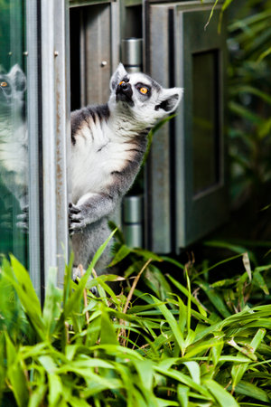 Ring Tailed Lemur