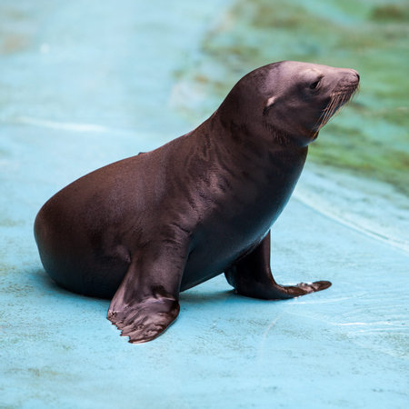 Sea Lion. Sealの写真素材