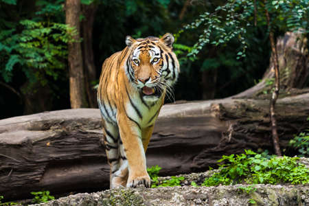 Tigerの写真素材