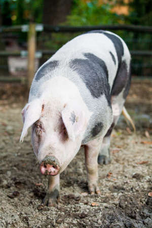 Pigの写真素材