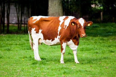 cows on meadowのeditorial素材