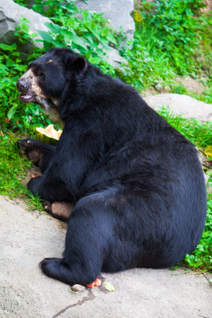 Black Bear