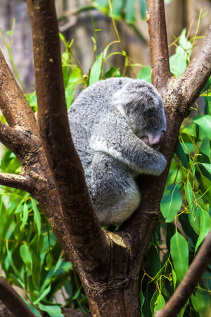 Sleeping koalas. Koala Bearの写真素材
