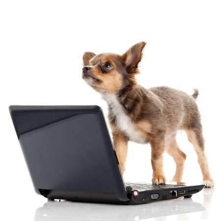 Portrait of a cute chihuahua dog in front of a laptop on white background.の写真素材