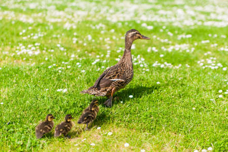Family of ducksの写真素材