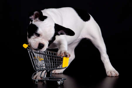 French Bulldog playing with a supermarket cart. Funny little dog.の写真素材