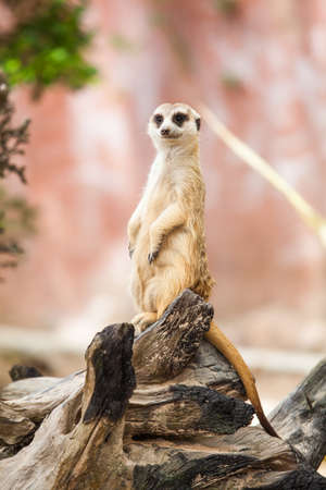Meerkat or Suricate.の写真素材