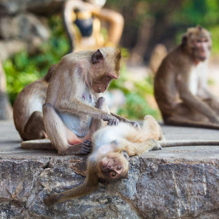 monkey.の写真素材