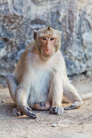 monkey.の写真素材