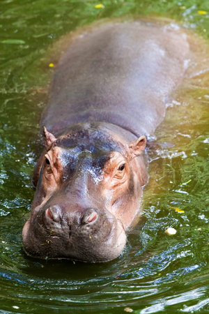 Hippopotamus.