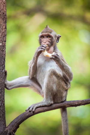 monkey