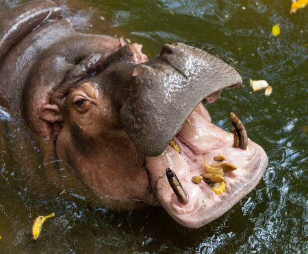 Hippopotamus.